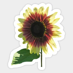 Sunflowers - Sunflower Ring of Fire Sticker